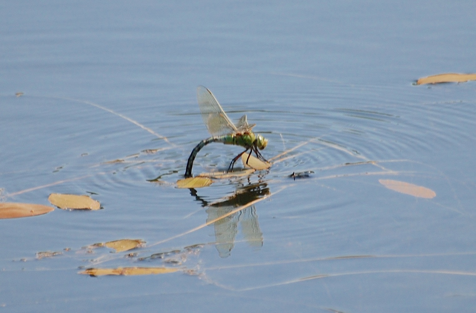 Identificazione 11 - Anax imperator